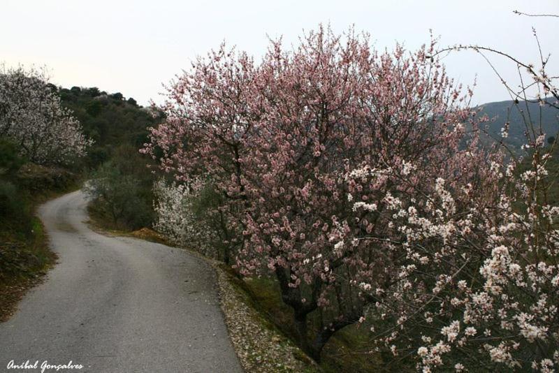 Moradias Do Douro Internacional Villa Freixo de Espada à Cinta Eksteriør bilde